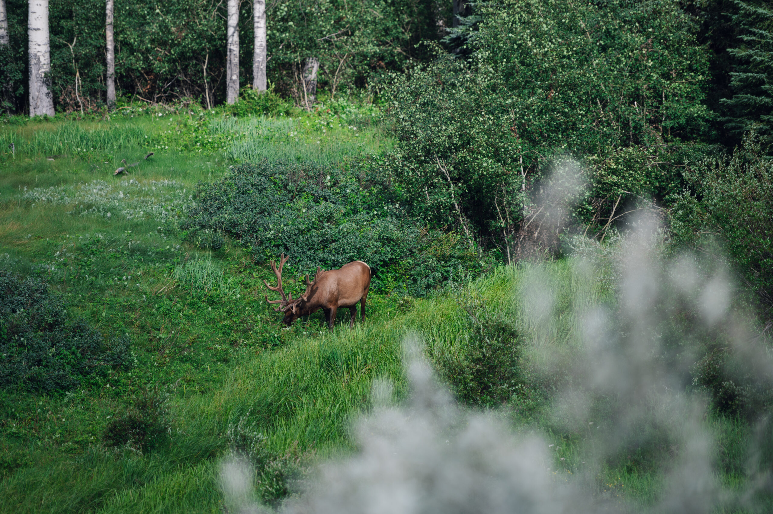 Grasender Hirsch mit großem Geweih im Wald von Canada - offlinepleasure.at