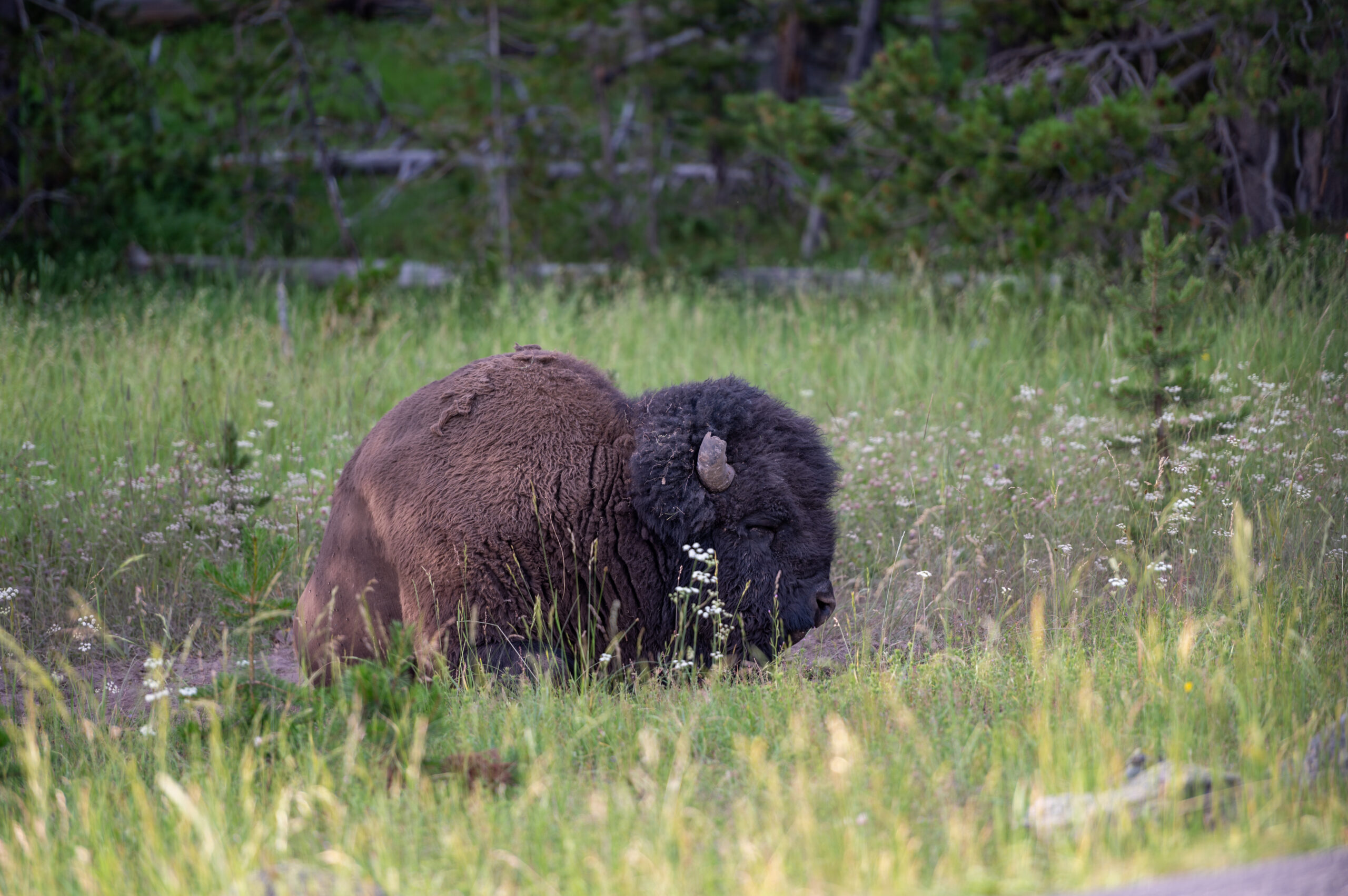 Ruhender Büffel im Yellowstone Nationalpark - offlinepleasure.at