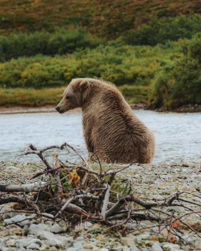 ↟ Innehalten und zurückblicken.

Manchmal lohnt es sich, wie dieser Bär am Fluss einfach kurz innezuhalten und zurückzublicken. Ob auf das, was wir schon erreicht haben, auf Momente der Freude oder sogar auf die Herausforderungen, die uns stärker gemacht haben.
In einer Welt, die oft vorwärtsdrängt, können wir viel über uns selbst lernen, wenn wir bewusst zurückschauen und dankbar sind für das, was uns hierher geführt hat.

Dieser Moment am Fluss erinnert uns: Nimm dir Zeit für deinen Weg. Lass dich nicht hetzen – manchmal ist der wertvollste Schritt der, der dir erlaubt, still zu werden und dich selbst zu sehen. 🐻

⟡ Wann hast du das letzte Mal bewusst zurückgeblickt und deine Reise wertgeschätzt? ⟡

⇣
⇣
⇣
✁— HASHTAG — ༻
#Innehalten #AchtsamkeitImAlltag #LebeImMoment #Zurückschauen #DankbarkeitLeben #NaturVerbundenheit #Bärenstark #MindfulMoments #SchätzeDenWeg
❧
✃—– FIN —– ༻